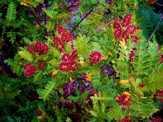 Puyuhuapi - Rode Bloemen